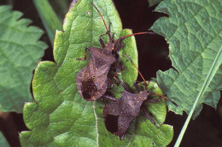 Coreus_marginatus_P1245_Z_85_Les Gris_Frankrijk.jpg